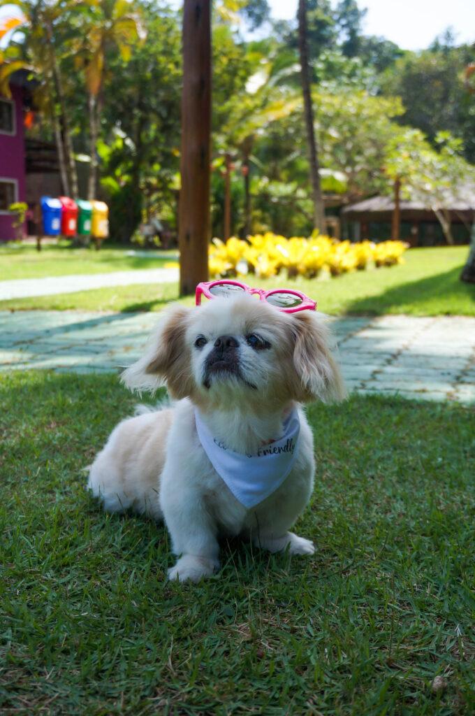 Pet Friendly Hotel Itacaré