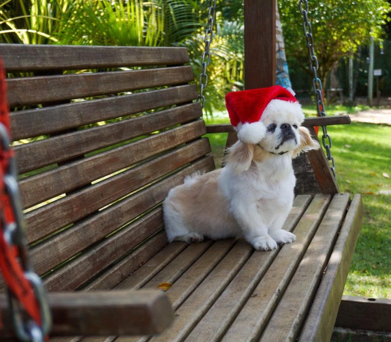 Pet Friendly Hotel Itacaré