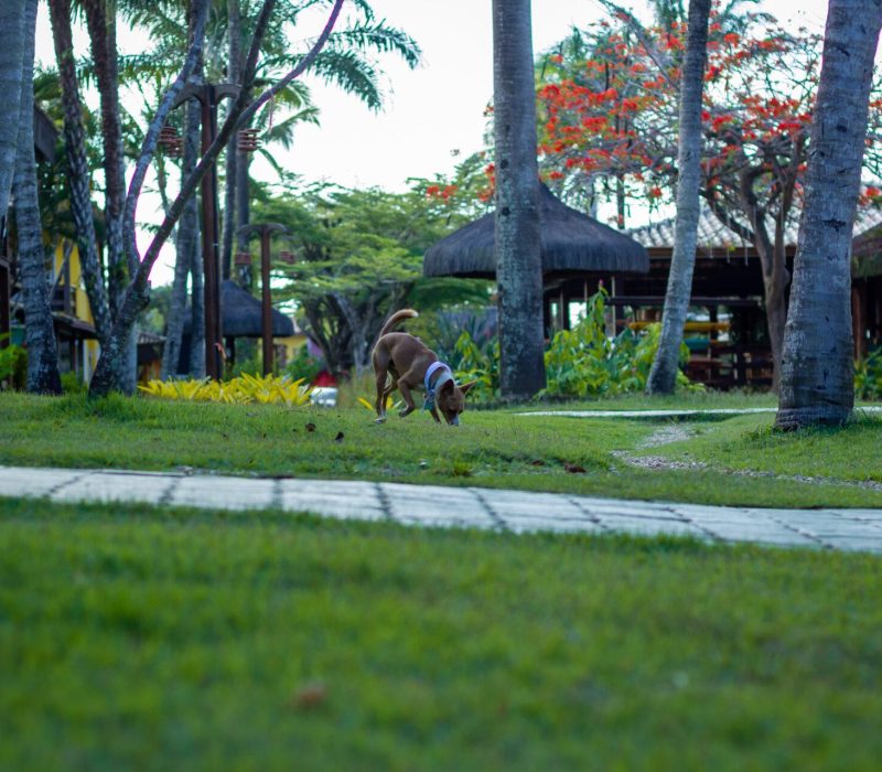 Pet Friendly Hotel Itacaré