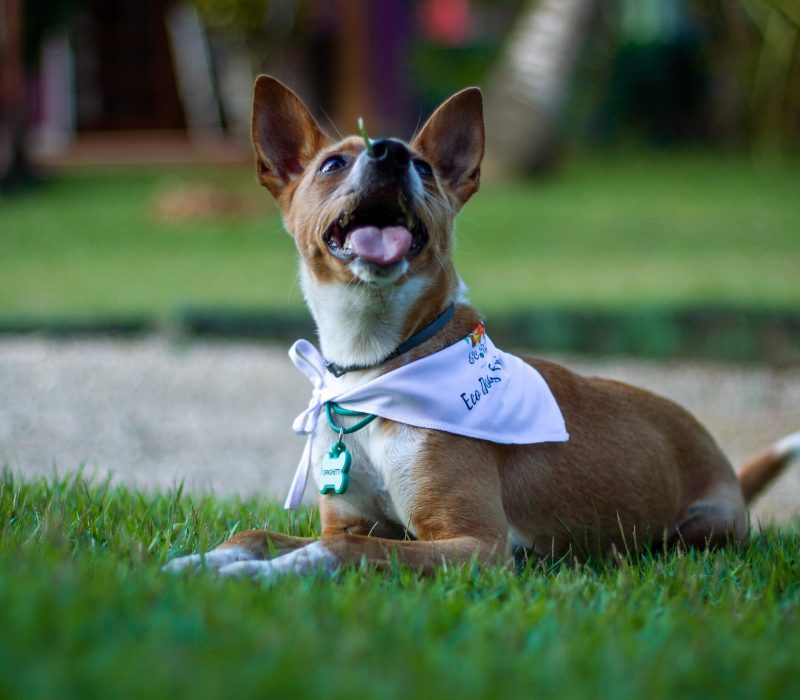 Pet Friendly Hotel Itacaré